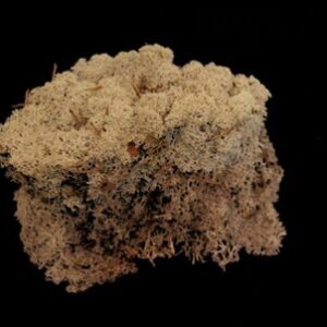 IJslandsmos Naturel droog