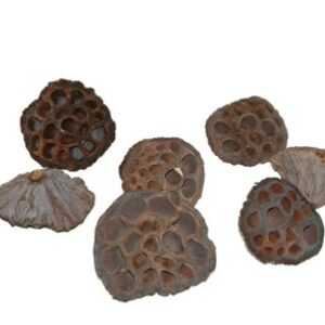 Lotus middel Naturel (50 stuks)
