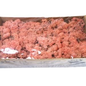 IJslandsmos  Licht Roze (500 gram)